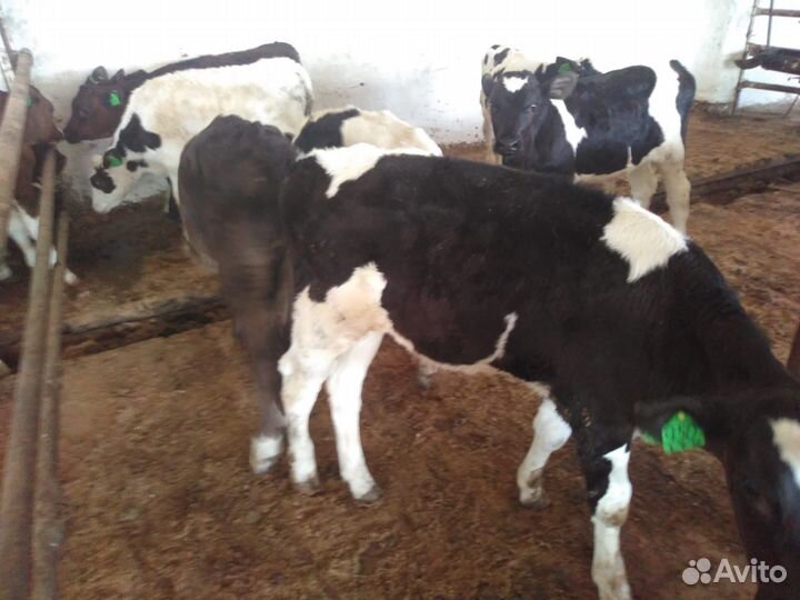 Бычки на откорм