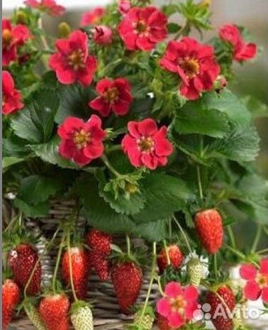 Саженцы клубники