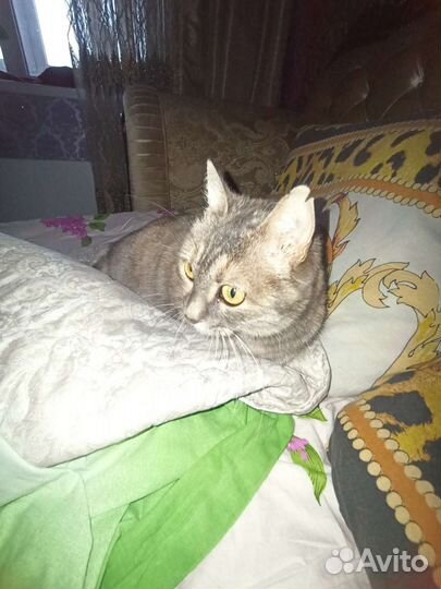 Кошечка красавица