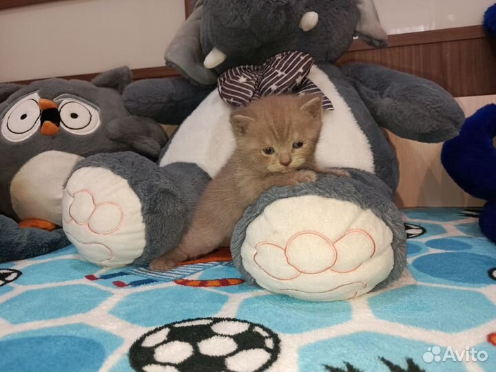Кошки