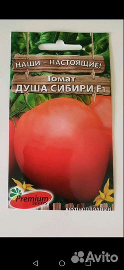 Рассада помидор