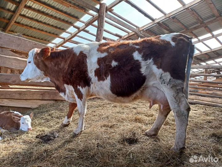 Телки чистопородные на корову