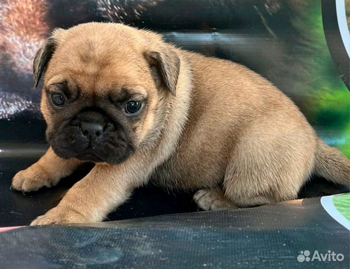 Мопс щенок мальчик