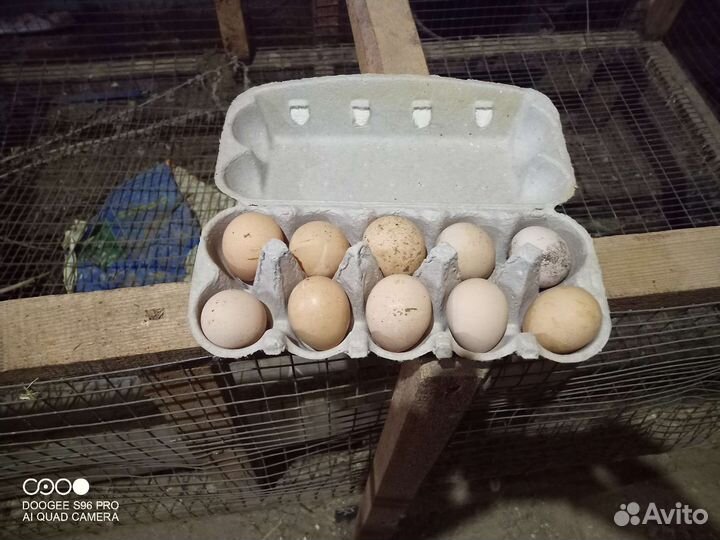 Столовое яйцо цесарки и охотничьего фазана