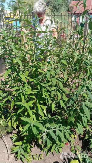 Сортовые лилейники