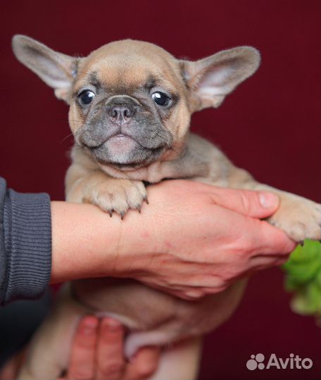 Французский бульдог девочка