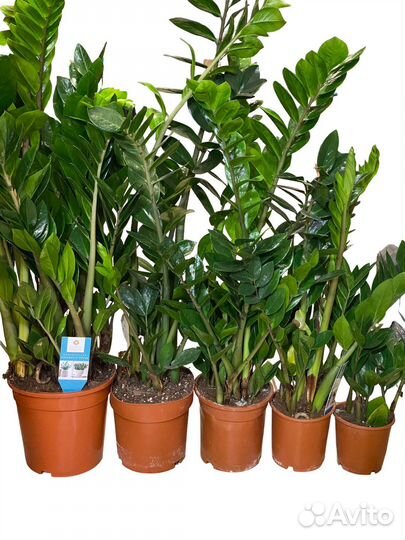 Замиокулькас большие и маленькие