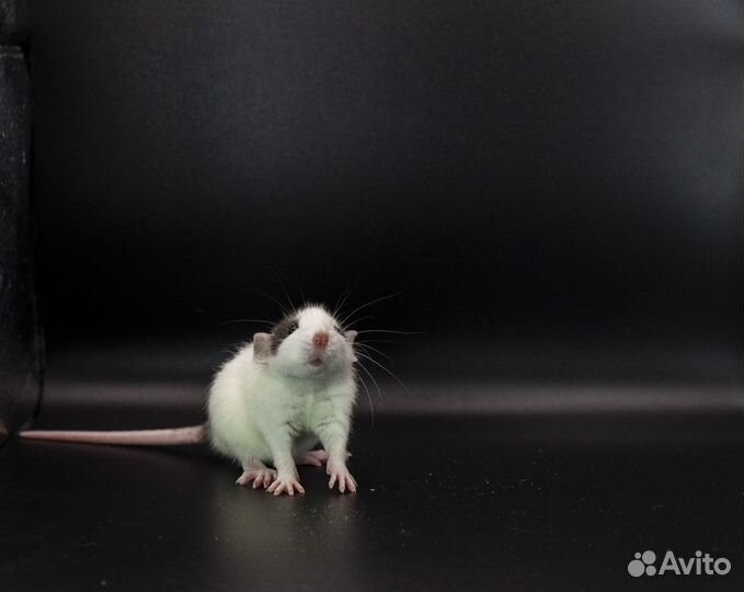 Крыса. Крысята. Дамбо крыса. Питомник