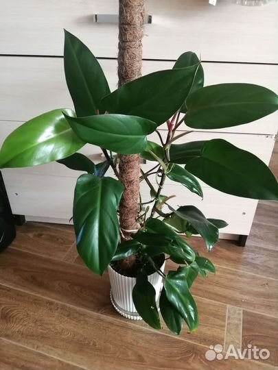 Филодендрон краснеющий