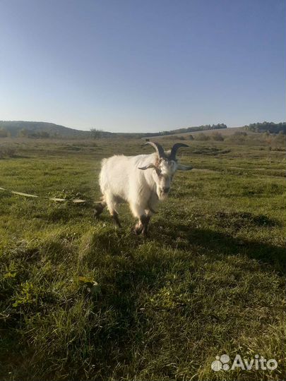 Козел альпийский