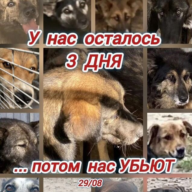 Взрослый пёс в добрые руки