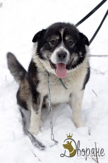 Отличный парень по кличке Балу