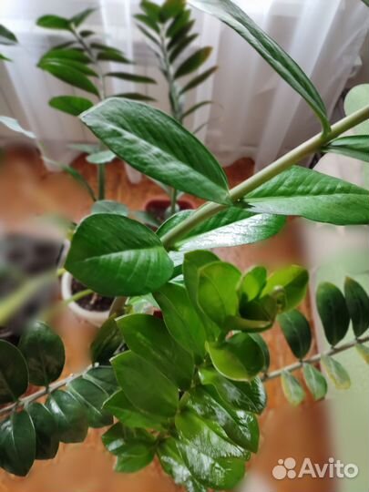 Замиокулькас высотой 50-90см