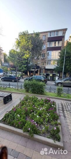 Передержка кошек на время отпуска