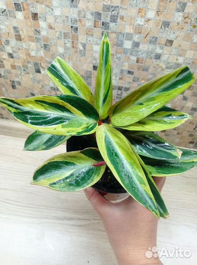 Строманта Хортиколор