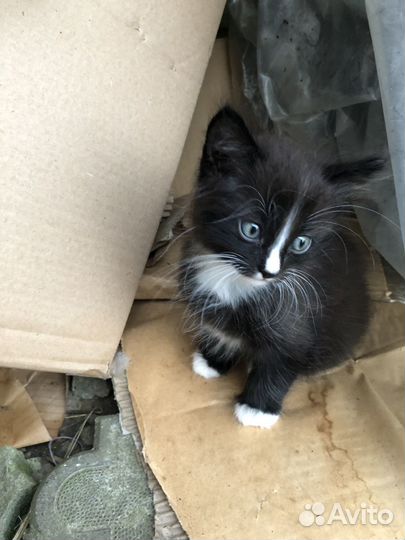 Котик. 1,5месяца