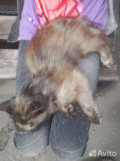 Котёнок девочка 3 мес