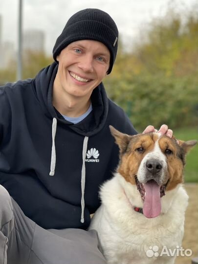 Умнейшая собака пропадает в приюте