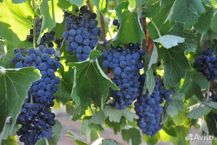 Виноград Шираз