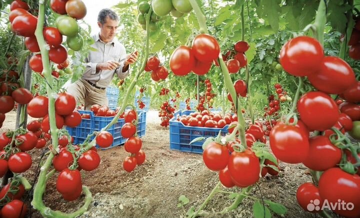 Работа в теплице сборщики помидор