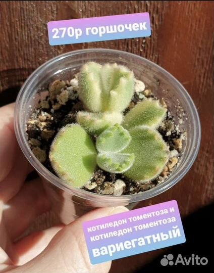 Суккуленты