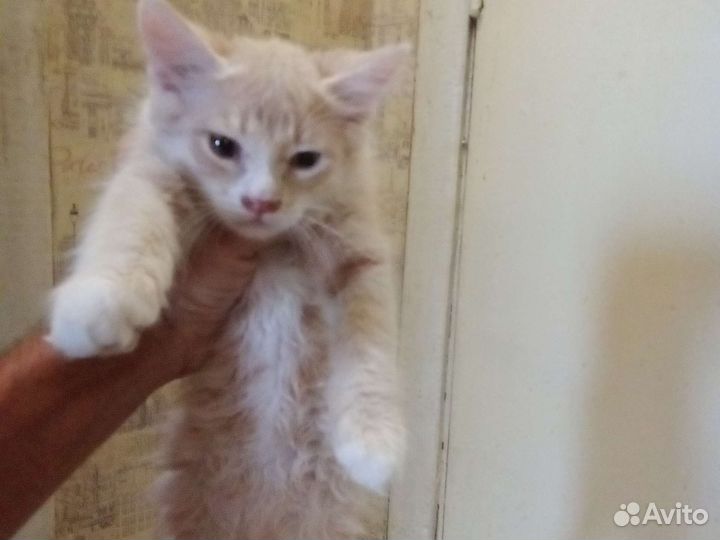 Кошка в дар