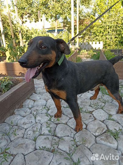 Щенок Ягдтерьера привезу из Саратова