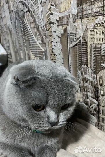 Шотландская вислоухая