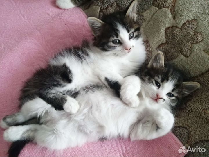 Ласковые Котята - пушистики