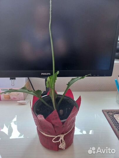 Дримиопсис