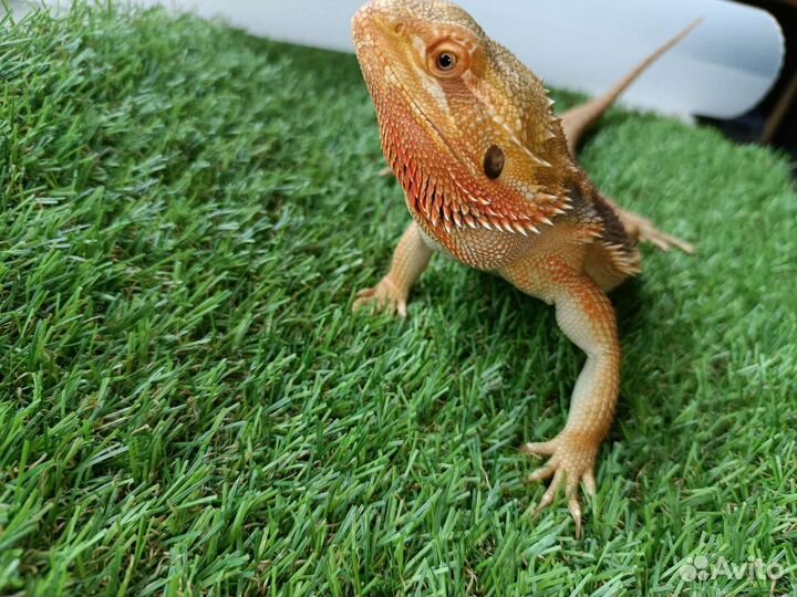 Бородатая агама