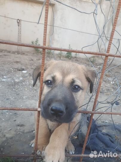 Щенки в добрые руки