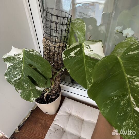 Монстера альба вариегатная