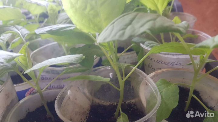 Рассада помидор перца баклажан
