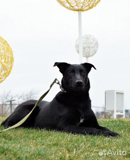 Собака Дюна