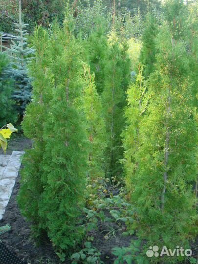 Туя, можжевельник, ель голубая, кизильник