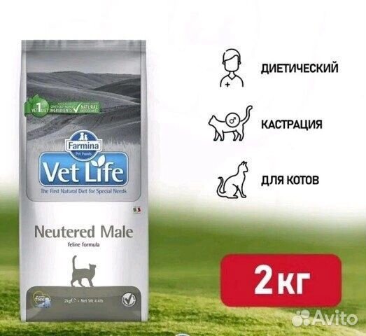 Кот в добрые руки