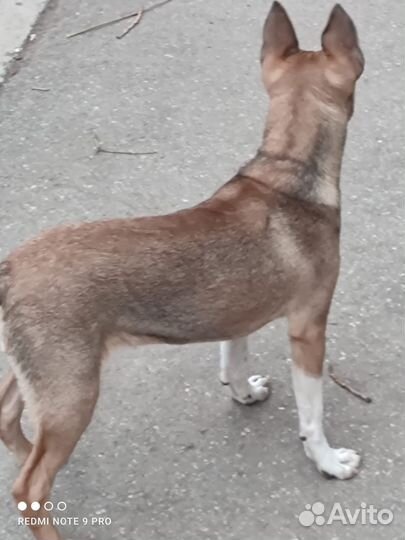 Кобель для двора