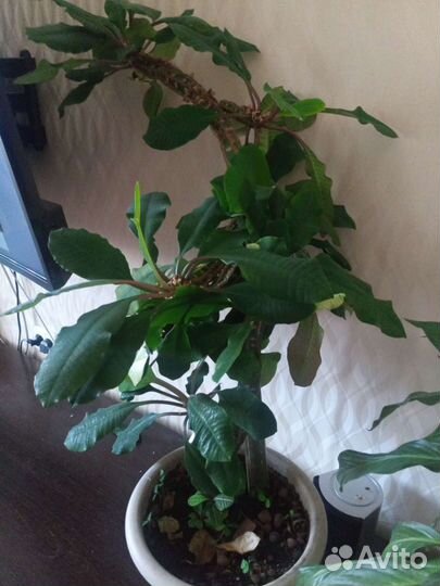 Крупные цветы для интерьера