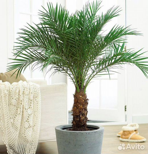 Финиковая пальма