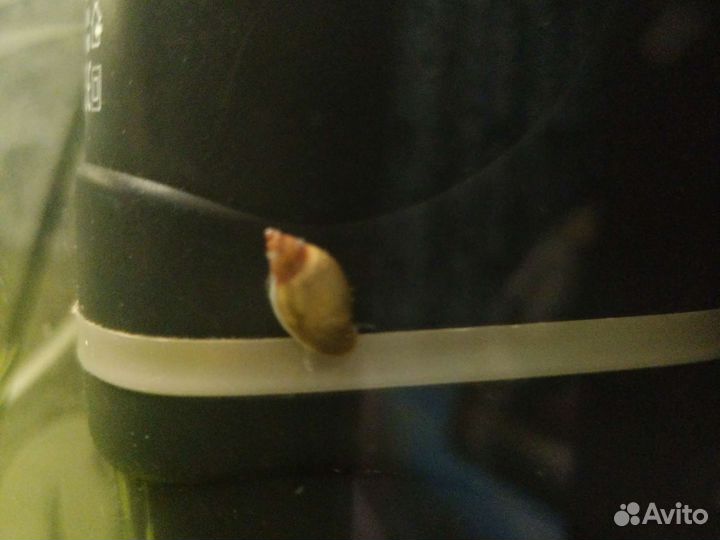 Улитки аквариумные ампулярии