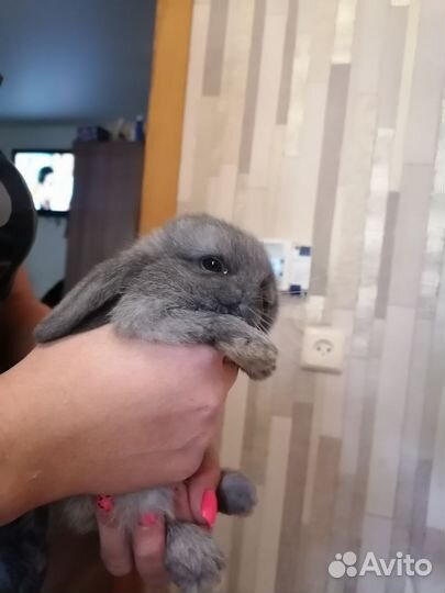 Кролик баран вислоухий