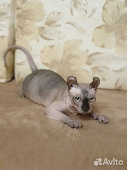 Канадский сфинкс Эльф котенок