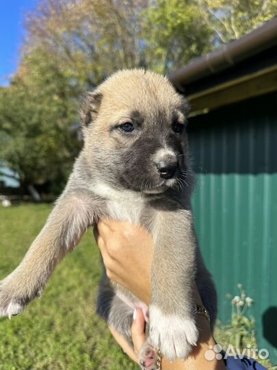 Щенок Алабай мальчик