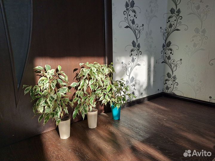 Фикус мунлайт