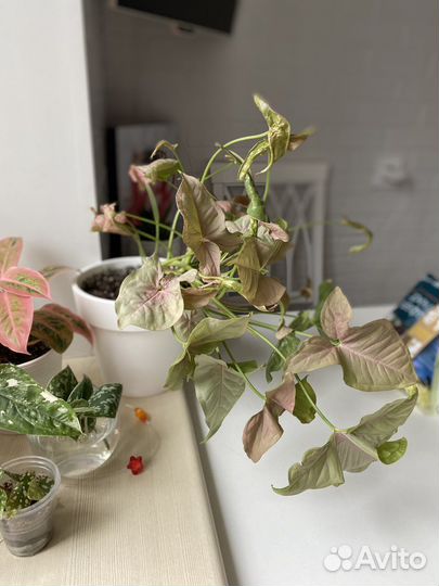 Сингониум неон пинк