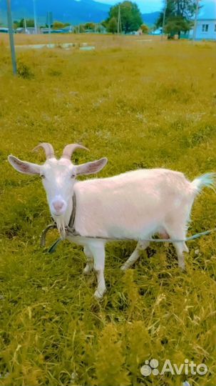 Козы дойные