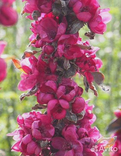 Яблоня декоративная Малиновое ожерелье 1 шт (горшо