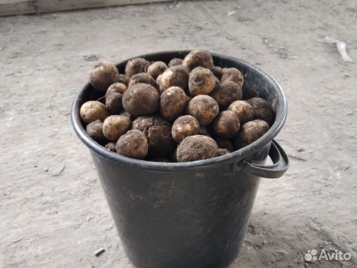 Корм для животных