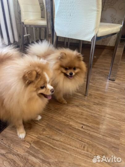 Продам собаку немецкий шпиц (девочка)